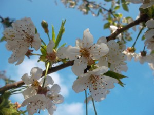 Kirschblüte