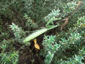 SAM_Mantis religiosa