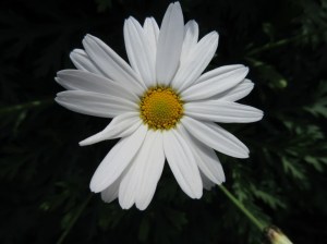 IMG_5196