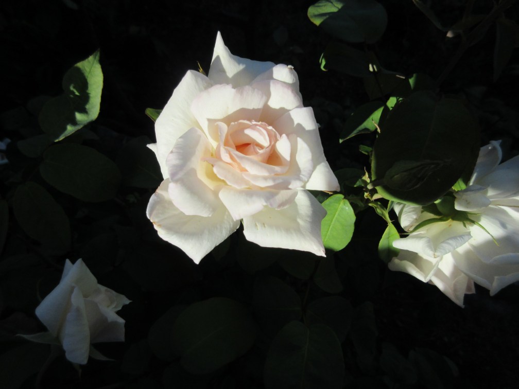 IMG_9923
