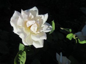 IMG_9924